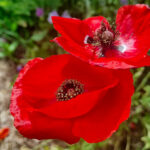 Remembrance Day Poppies