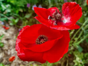 Remembrance Day Poppies